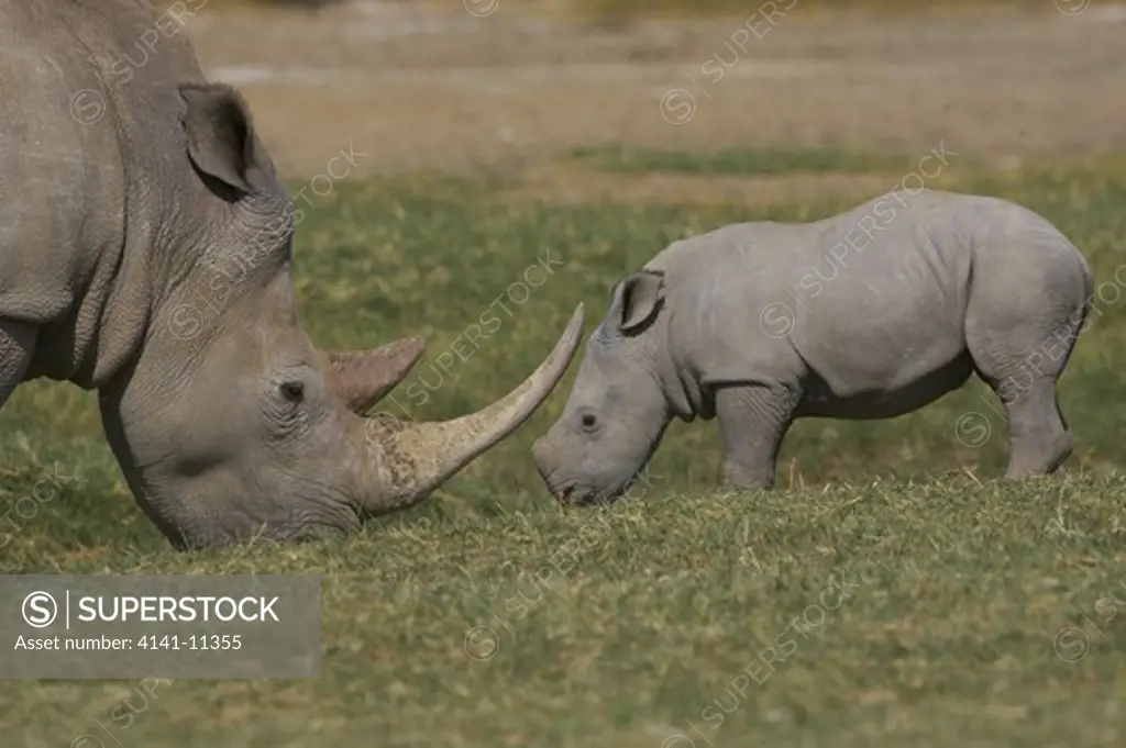 white rhinoceros and young ceratotherium simum