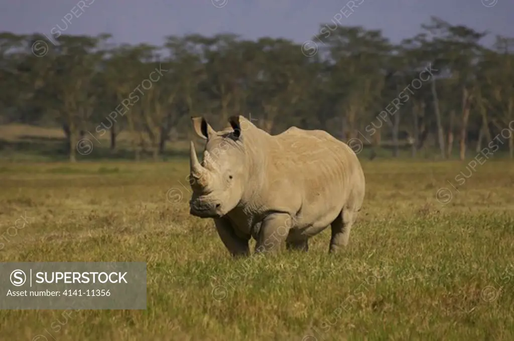 white rhinoceros ceratotherium simum