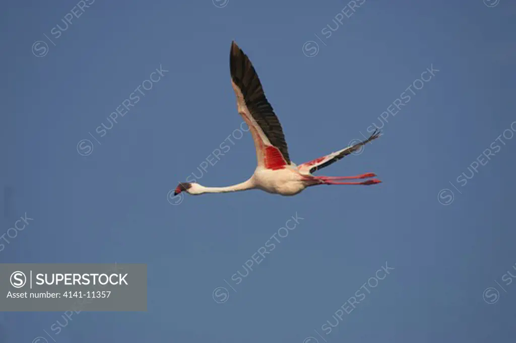lesser flamingo in flight phoenicopterus minor