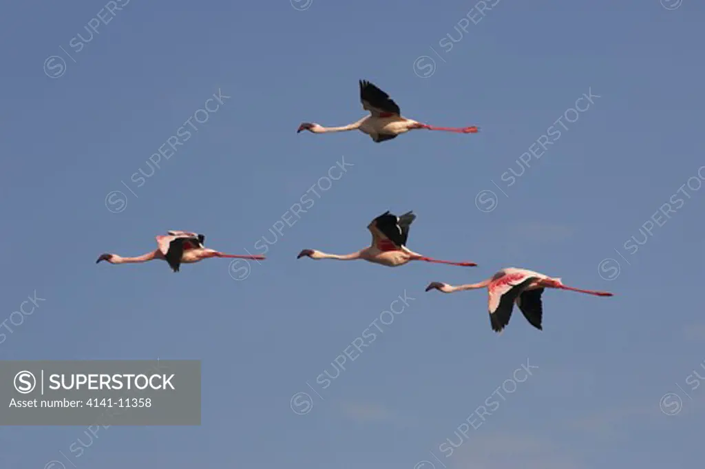 lesser flamingo flock of four in flight phoenicopterus minor