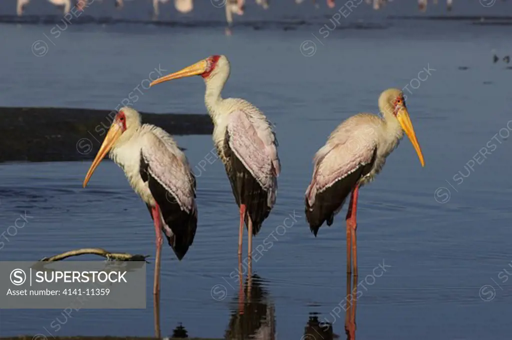 yellowbilled stork group of three in water mycteria ibis 