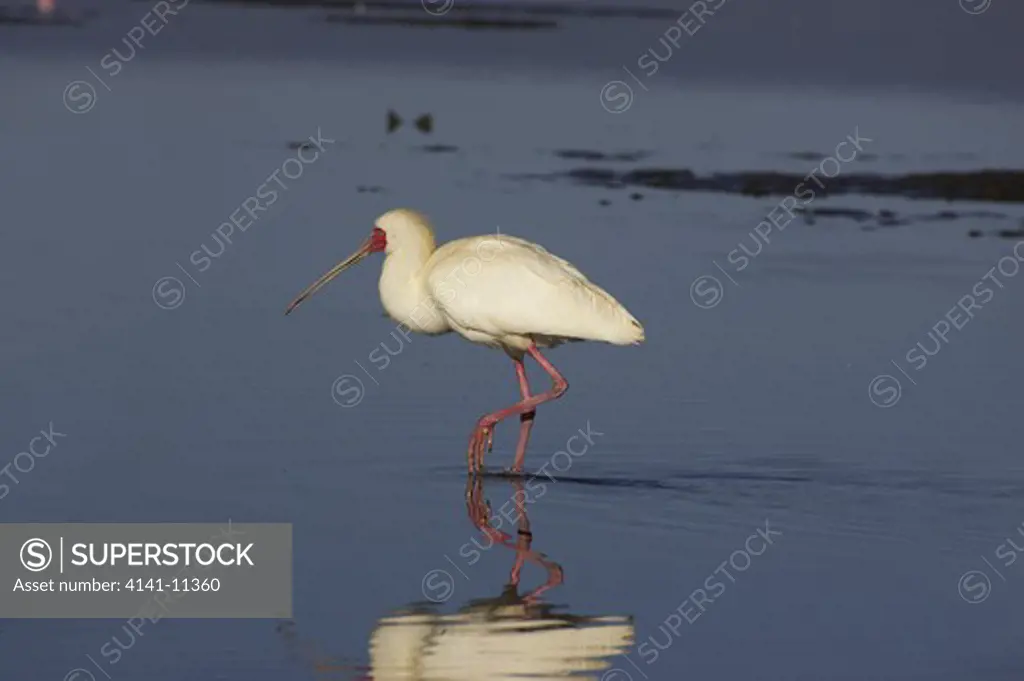 african spoonbill walking in water platalea alba