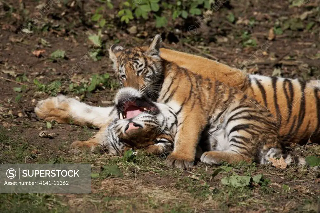 siberian tiger cub playing with adult panthera tigris altaca