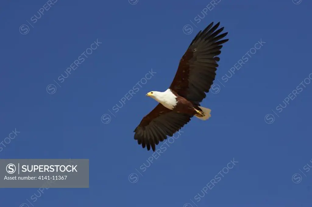 african fish eagle in flight haliaeetus vocifer