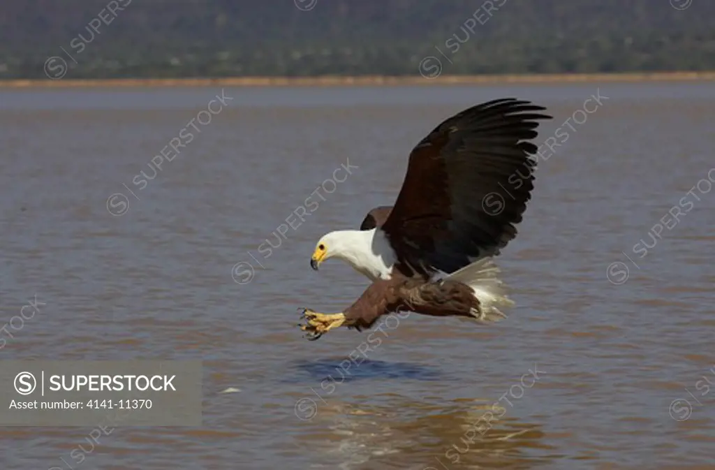 african fish eagle in flight attempting to catch fish haliaeetus vocifer
