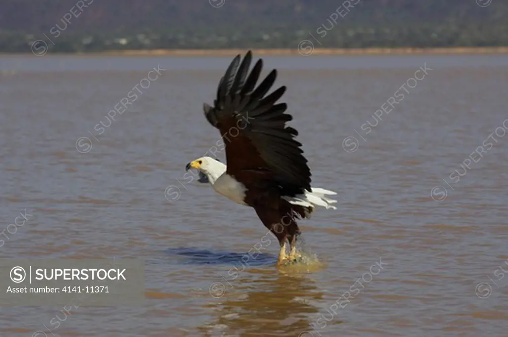 african fish eagle catching fish haliaeetus vocifer