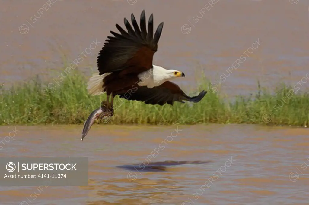 african fish eagle in flight with fish in claws haliaeetus vocifer