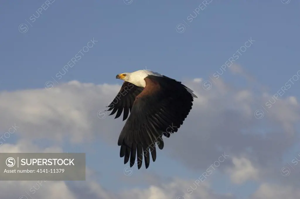 african fish eagle in flight haliaeetus vocifer