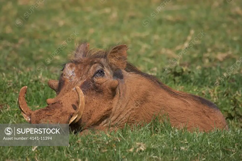 warthog in grass phacochoerus aethiopicus