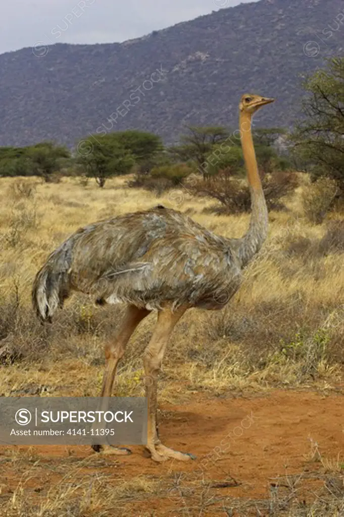 ostrich struthio camelus molibdophanus