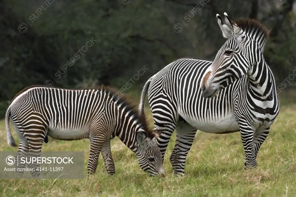 grant's zebra and young equus burchelli bohmi 