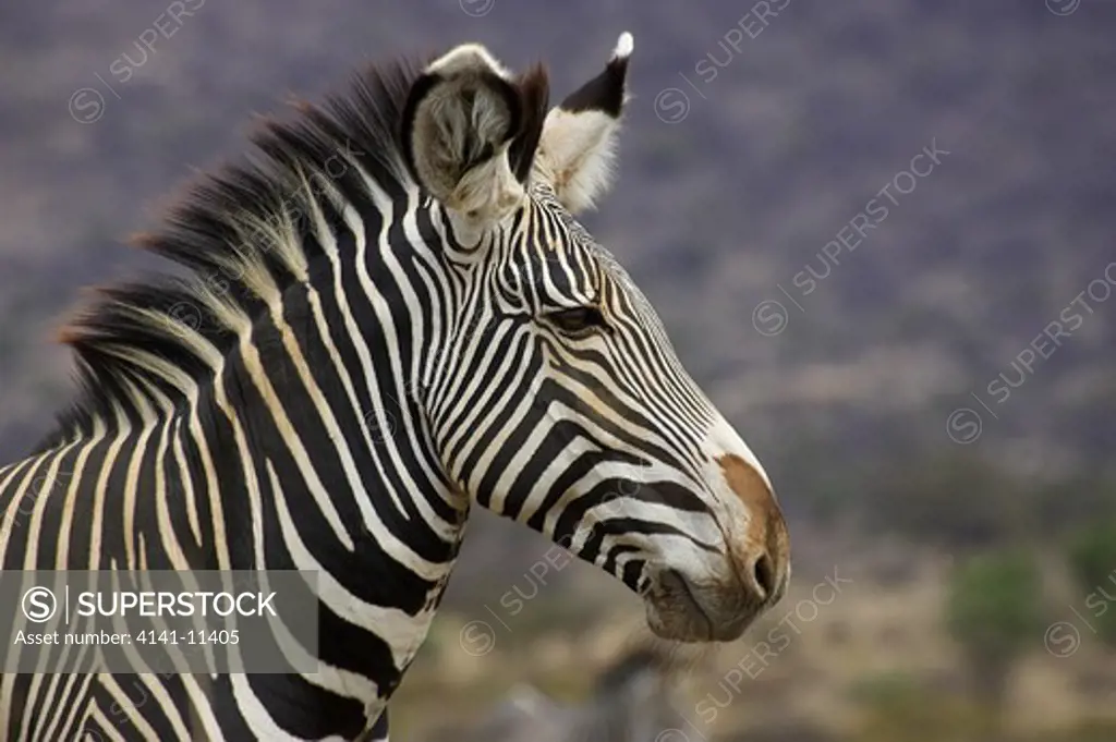 grevy's zebra equus grevyi 