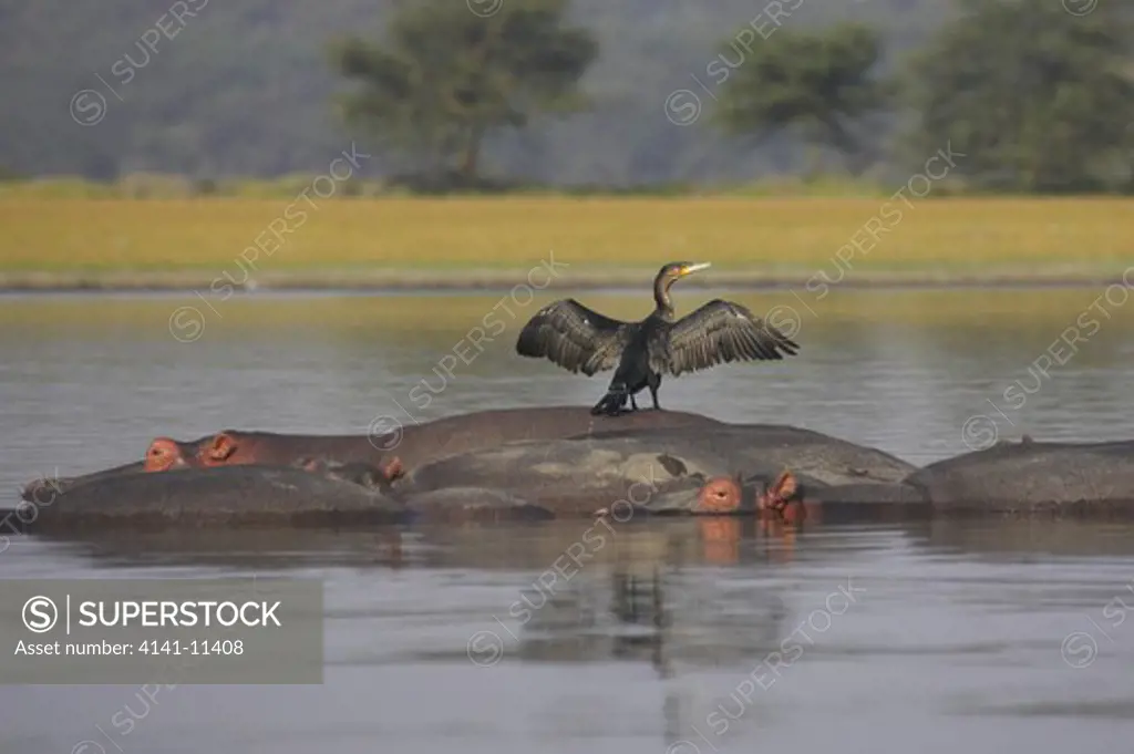 cormorant drying wings on hippo's back phalacrocorax carbo