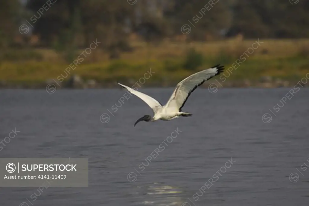 sacred ibis in flight threskiornis aethiopica