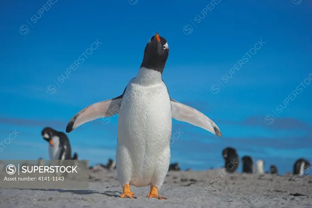 gentoo penguin pygoscelis papua on beach falkland islands