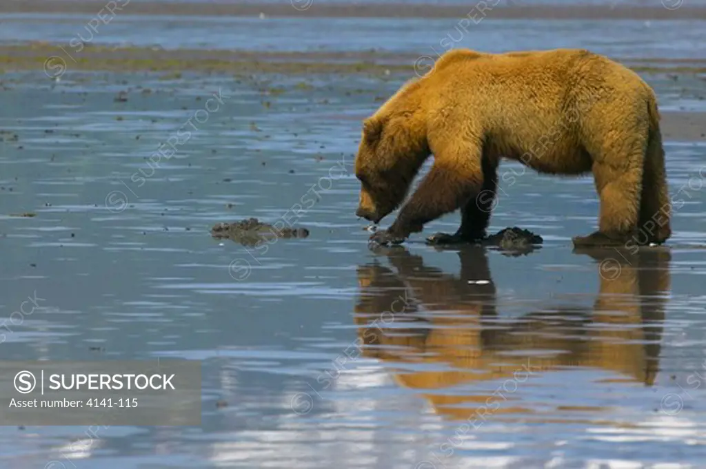 american brown or grizzly bear ursus arctos horribilis digging for clams katmai national park, alaska, usa