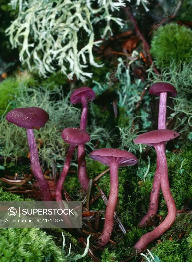 amethyst deceiver group laccaria amethystea brittany, north western france extremely common edible summer to winter 