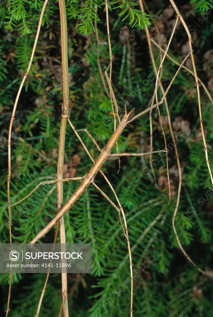 stick insect clonopsis gallica brittany, north western france 