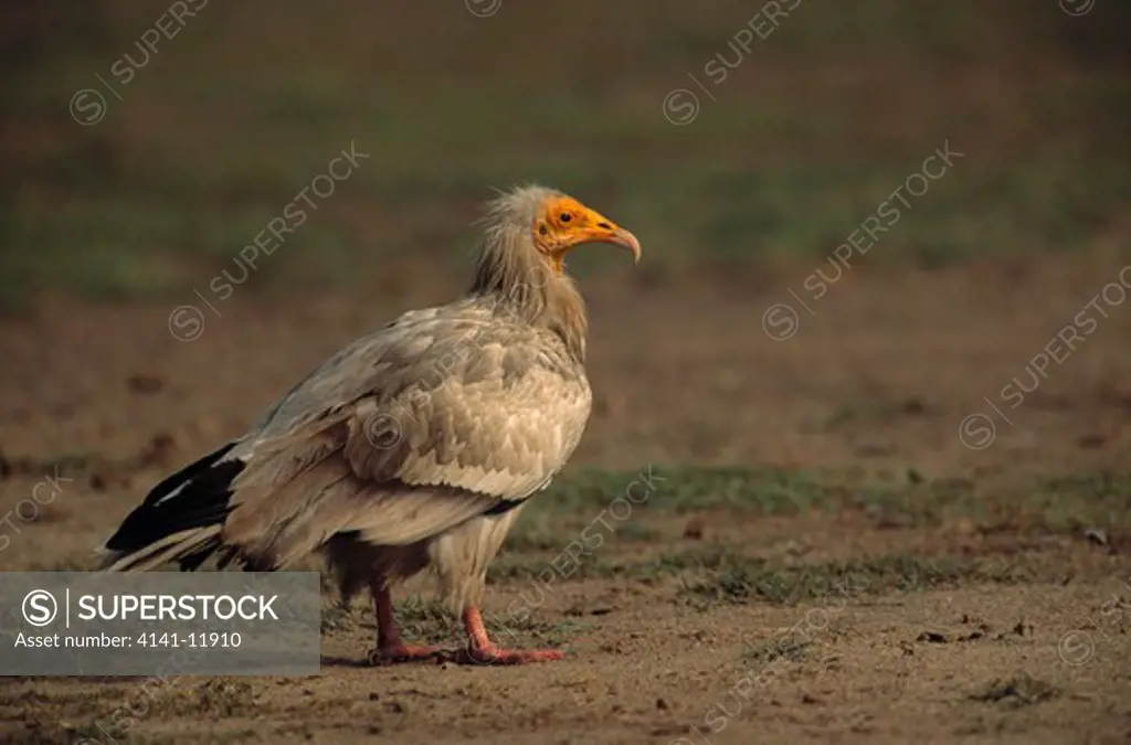 egyptian vulture neophron percnopterus india 