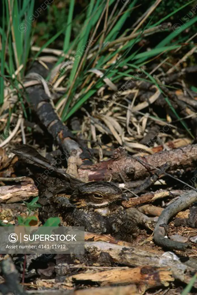 european nightjar caprimulgus europaeus superbly camouflaged on ground brittany, north western france 