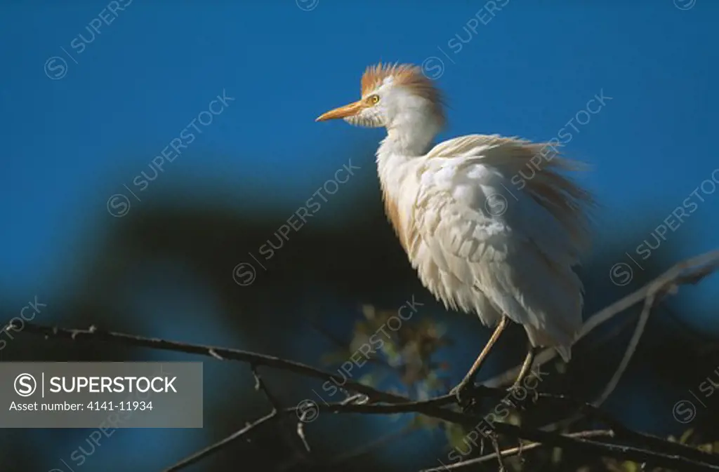 cattle egret on thin branch bubulcus ibis portugal 