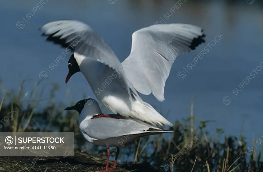 black-headed gull larus ridibundus pair mating poland 