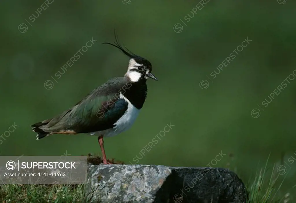 lapwing male perched on rock vanellus vanellus
