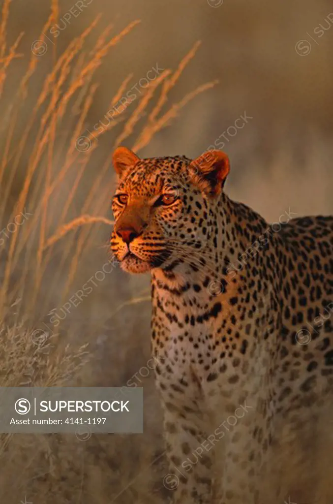 african leopard panthera pardus in last light south africa