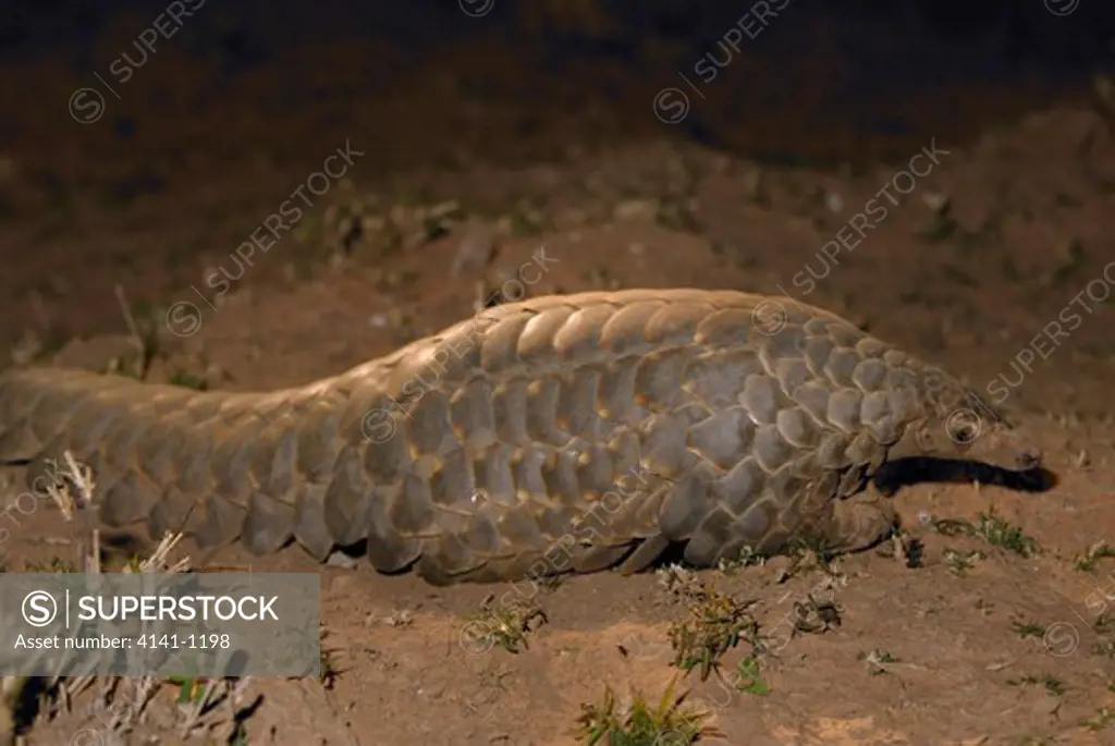 cape pangolin manis temminckii at night south africa