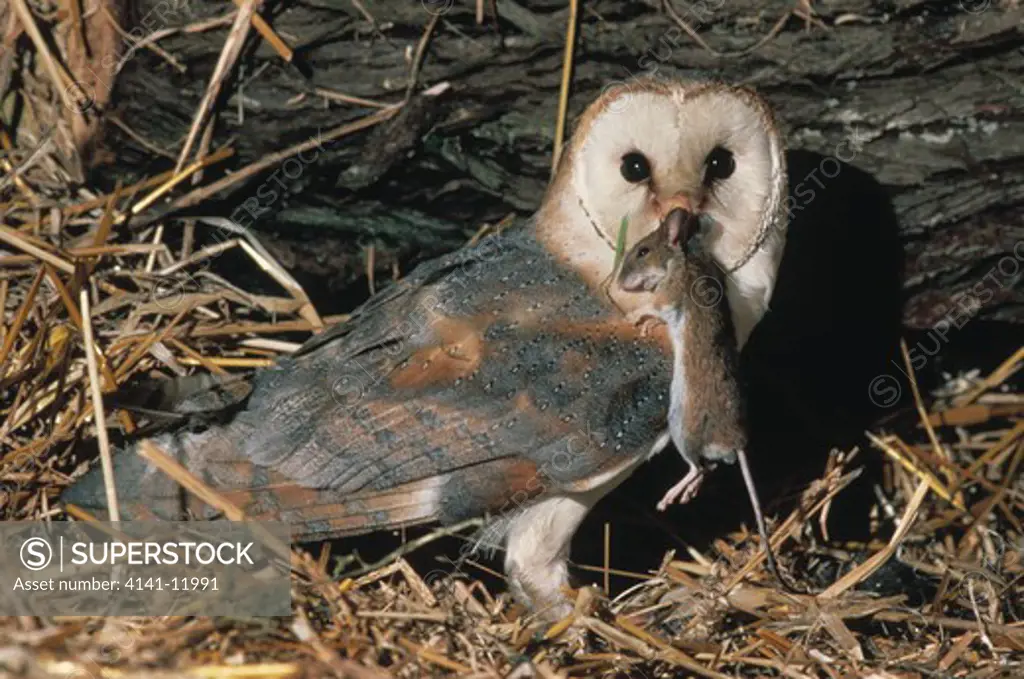 barn owl tyto alba with wood mouse prey in beak wood mouse is apodemus sylvaticus 