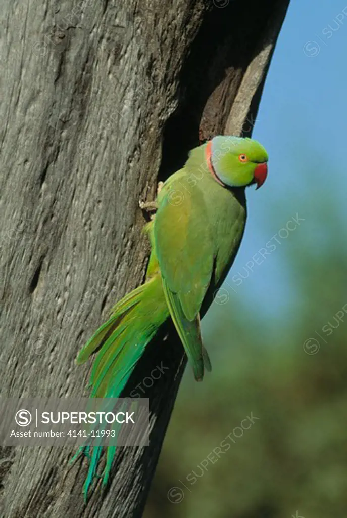 rose-ringed or ring-necked parakeet psittacula krameri male at nest hole