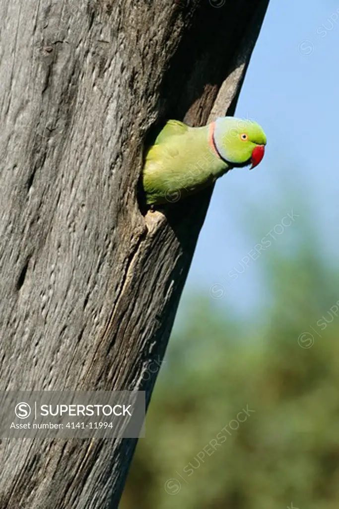 ring-necked or rose-ringed parakeet male psittacula krameri looking from hole in tree trunk