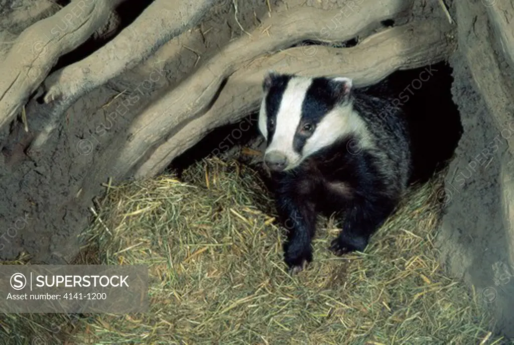 european badger meles meles in underground sett uk