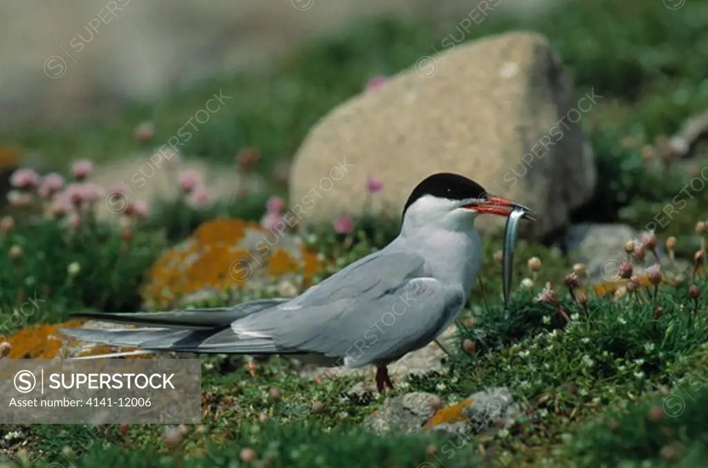 common tern sterna hirundo with sandeel prey in beak, brittany, france