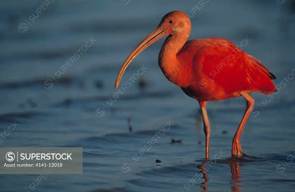scarlet ibis in shallows eudocimus ruber llanos, venezuela