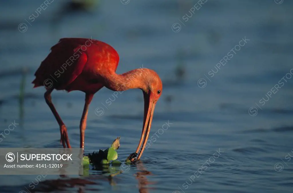 scarlet ibis eudocimus ruber foraging in shallow water llanos, venezuela