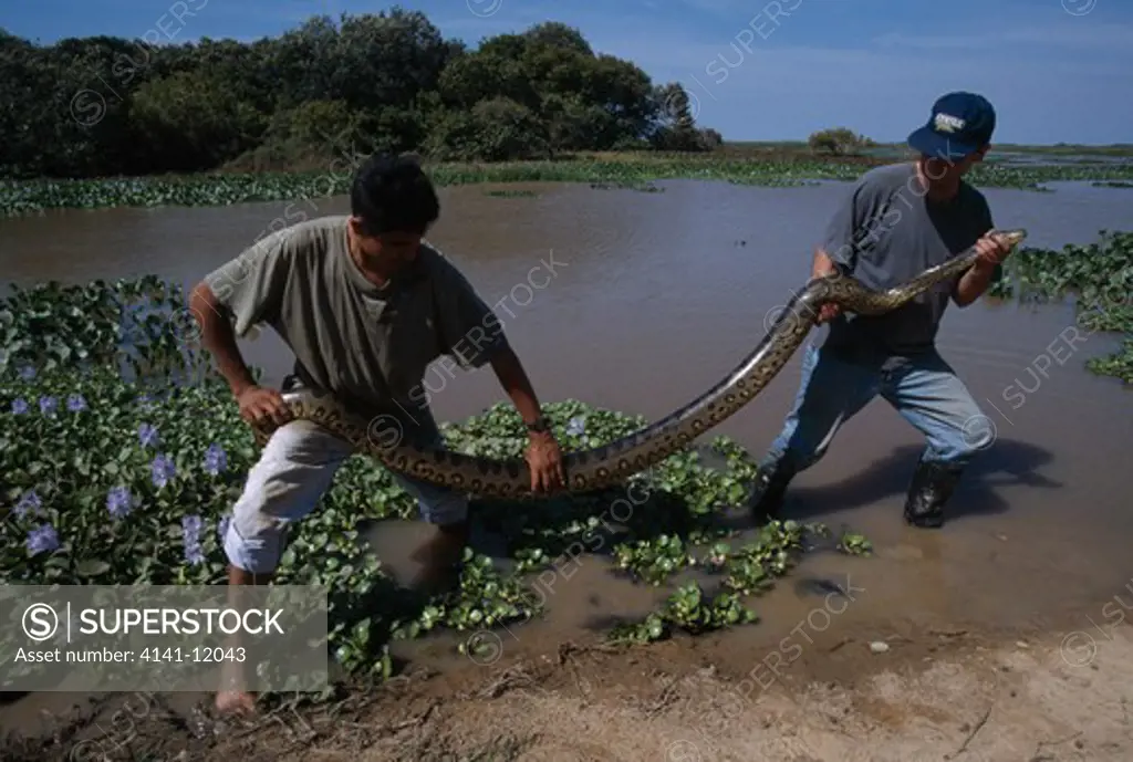 biologists capturing green anaconda eunectes murinus el frio biological station llanos, venezuela 