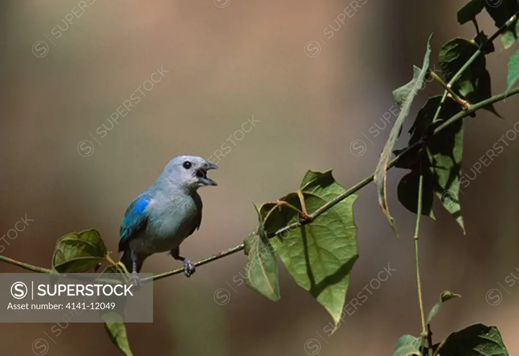blue-grey tanager calling thraupis episcopus lllanos, venezuela