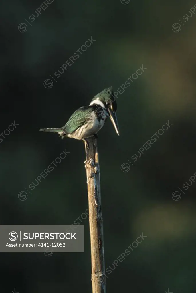 green kingfisher chloroceryle americana llanos, venezuela.