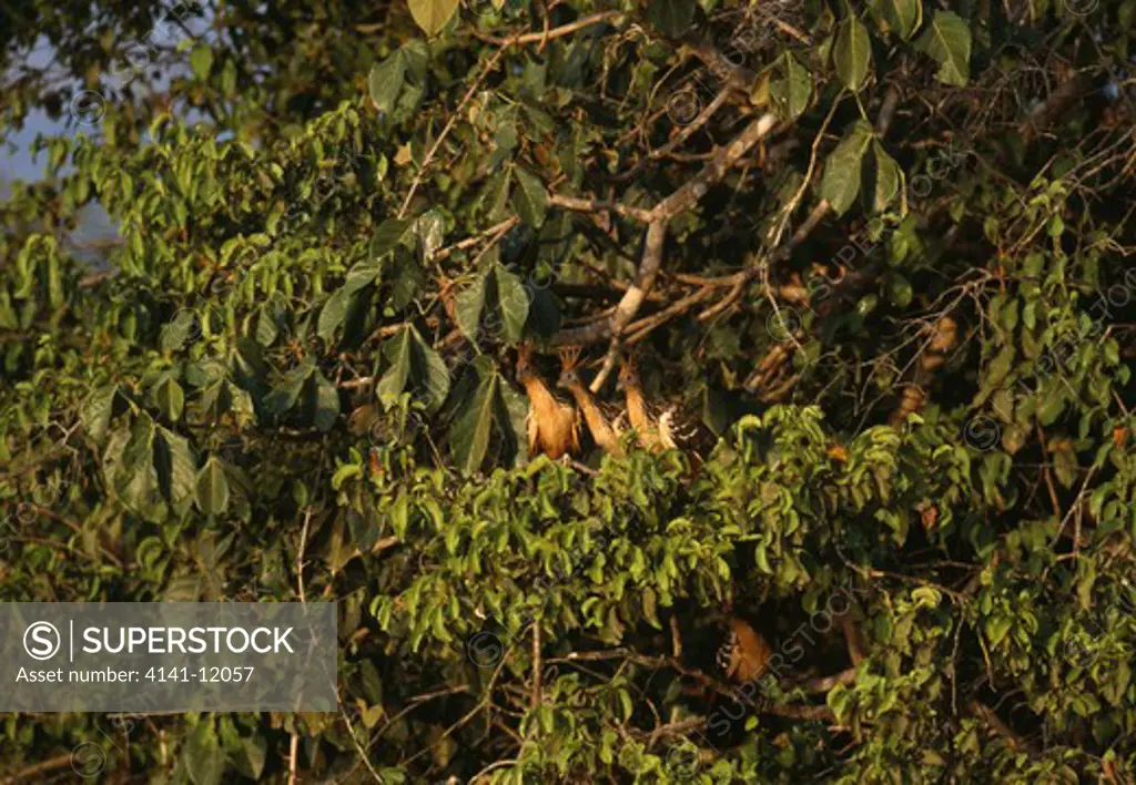 hoatzin opisthocomus hoazin group amongst foliage march llanos, venezuela, south america