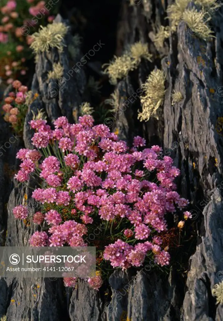 thrift or sea pink armeria maritima on cliff face, puffin island, off county kerry, ireland