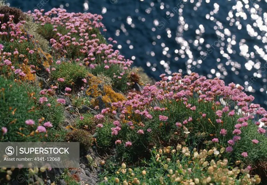 thrift or sea pink armeria maritima clumps in flower june puffin island, off kerry, south western eire