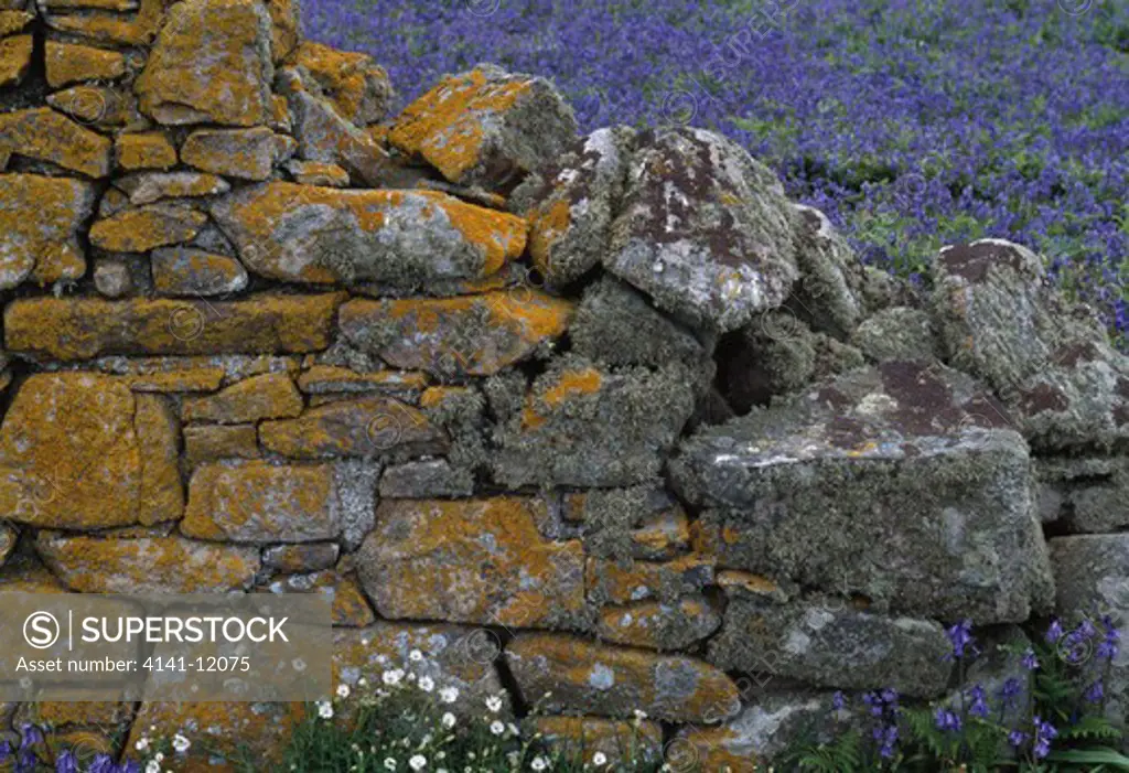 drystone wall with lichen, among bluebells great saltee island, co. wexford, ireland