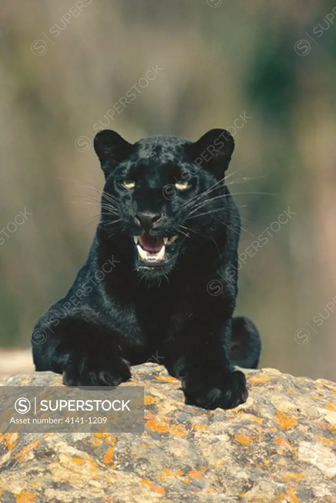 black panther panthera pardus snarling