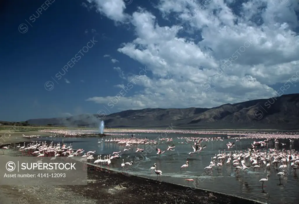 lesser flamingo large flock phoenicopterus minor with geyser in distance lake bogoria, great rift valley, kenya 