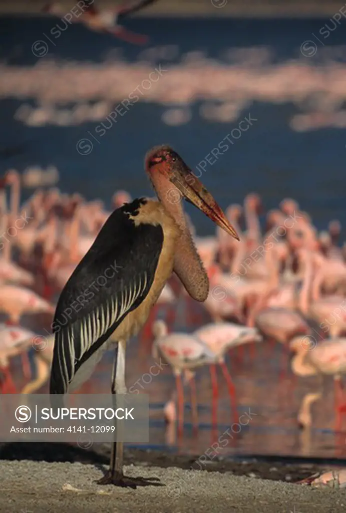marabou stork leptoptilos crumeniferus with full crop & blood on beak from feeding on flamingo casualties, lake bogoria, kenya. 