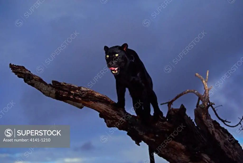 black panther panthera pardus