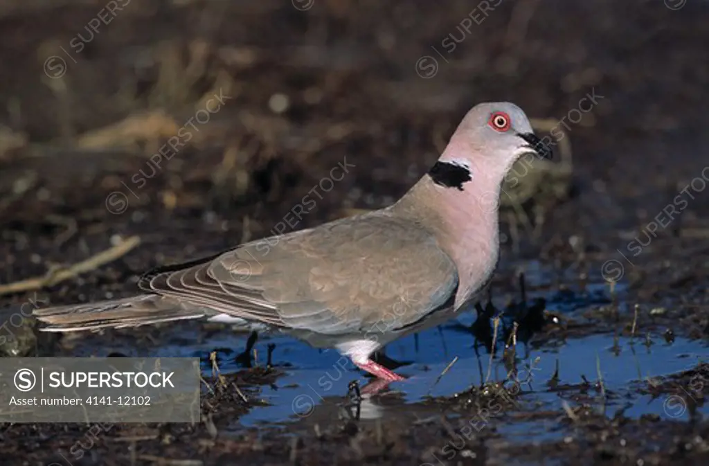 african mourning dove streptopelia decipens subsp. perspicillata lake baringo, kenya. subspecies specific to eastern africa (kenya & tanzania)