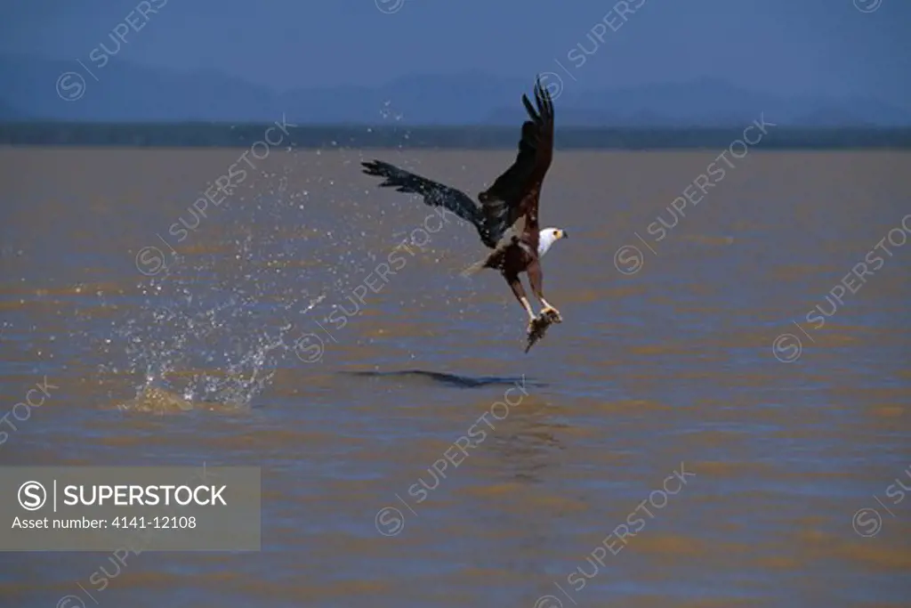 african fish eagle fishing haliaeetus vocifer taking off with fish january lake baringo, kenya 