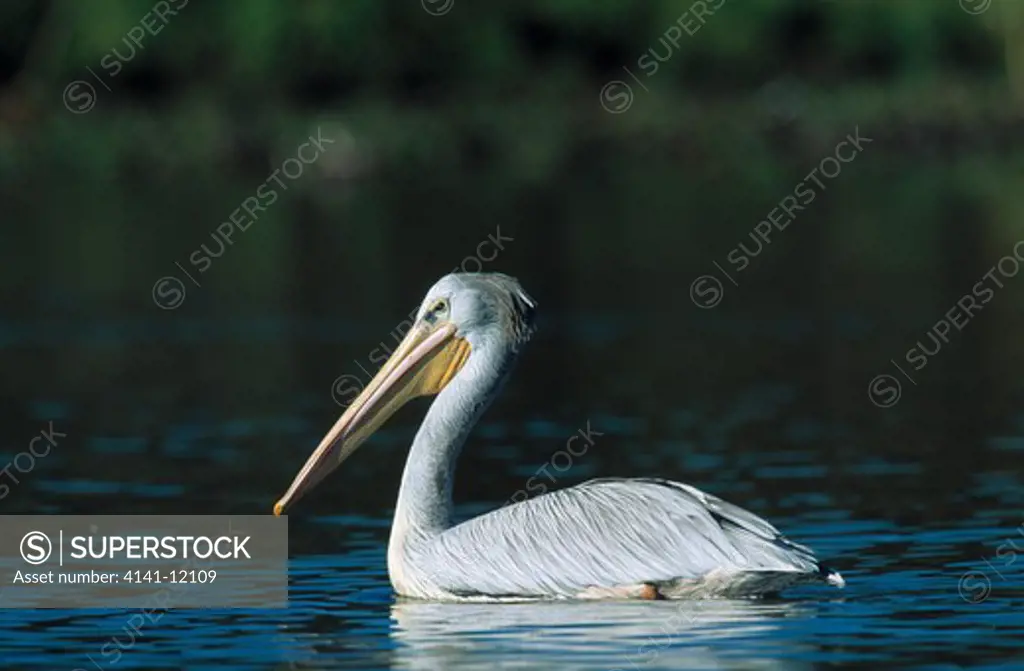 pink-backed pelican on water pelecanus rufescens lake naivasha, kenya 